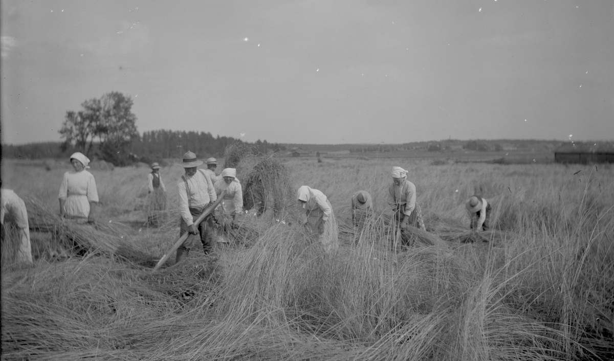 Arkistokuvassa ihmisiä työskentelemässä pellolla